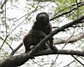 Img___1098d-vrestan plastikovy-howler monkey.jpg